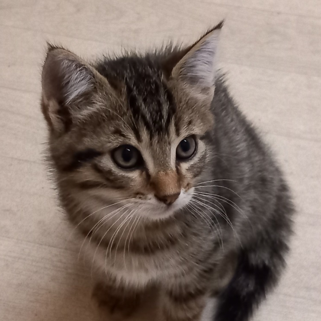 Kappa - Chat Européen à adopter