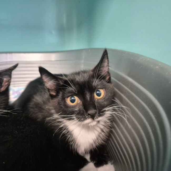 Jolie - Chat Européen à adopter