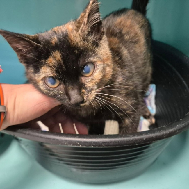 Beaute - Chat Européen à adopter