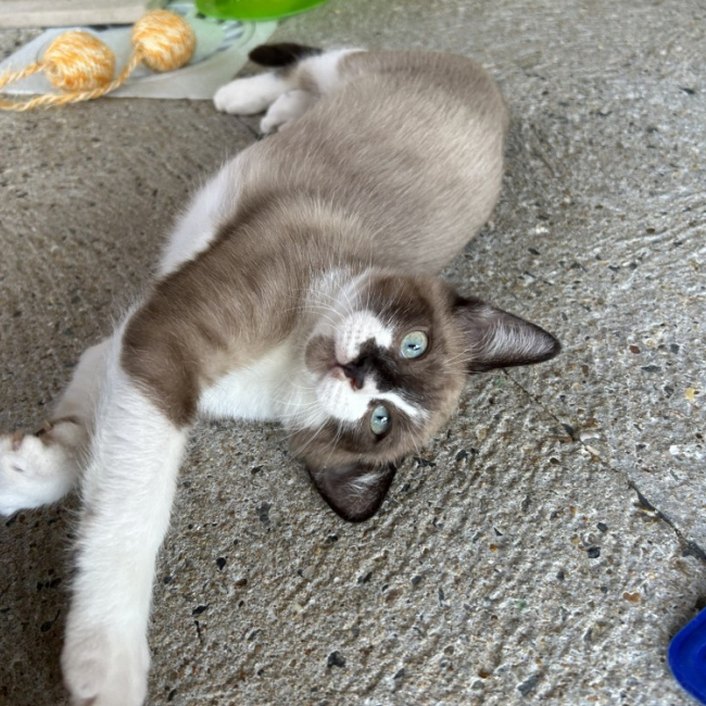 Rocket - Chat Européen à adopter