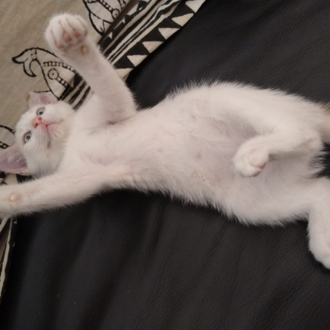 Homard - Chat Européen à adopter