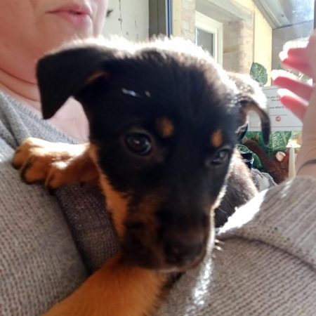 Valma - Chien à adopter