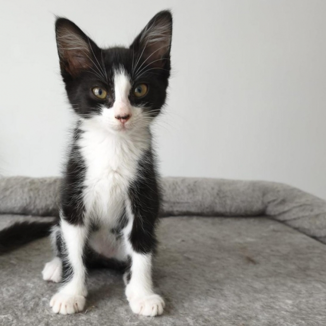 Kinna - Chat Européen à adopter