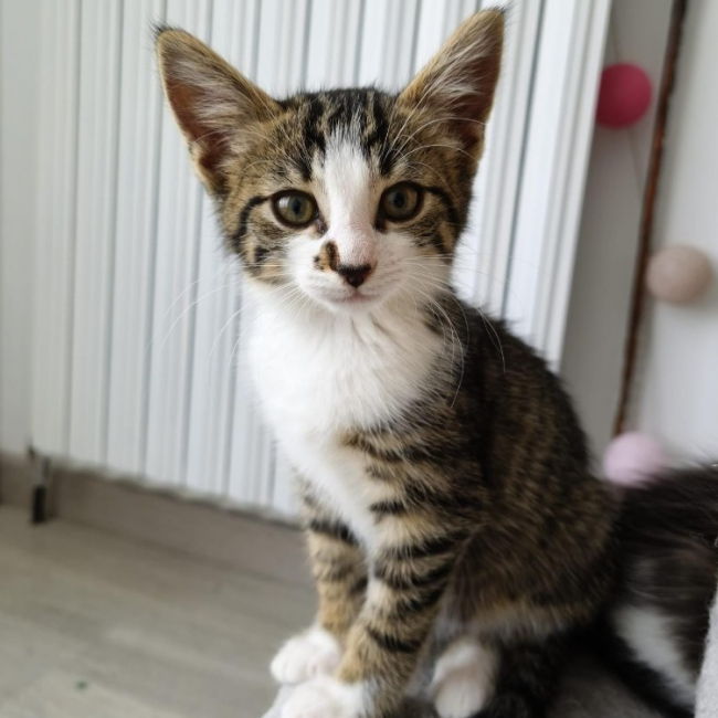 Talet - Chat Européen à adopter