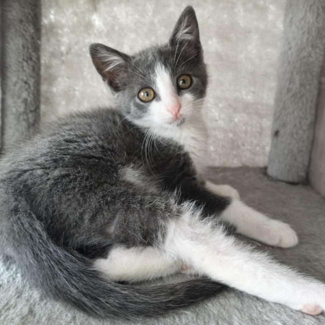Ginosa - Chat Européen à adopter