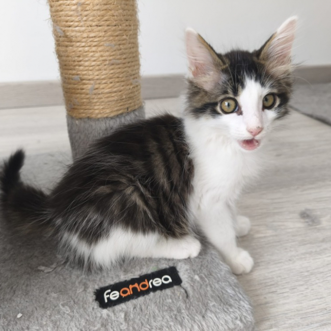 Javad - Chat Européen à adopter