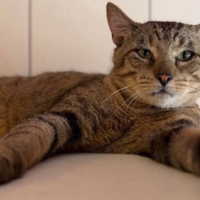 Aphrodite - Chat Européen à adopter