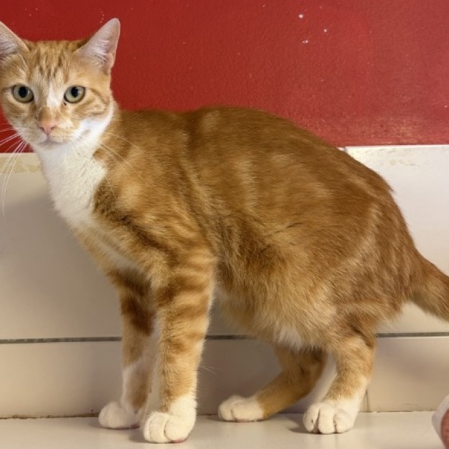 Iris - Chat Européen à adopter