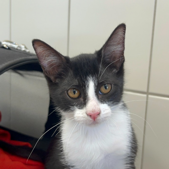Groot - Chat Européen à adopter