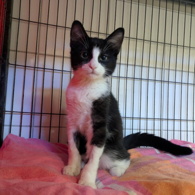 Bibou - Chat Européen à adopter