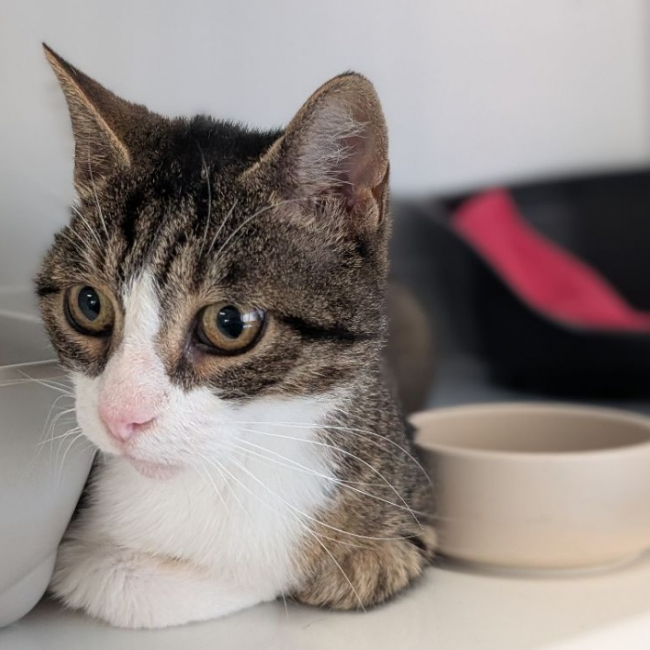 Jasmin - Chat Européen à adopter
