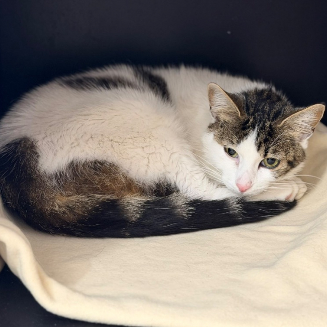 Aster - Chat Européen à adopter