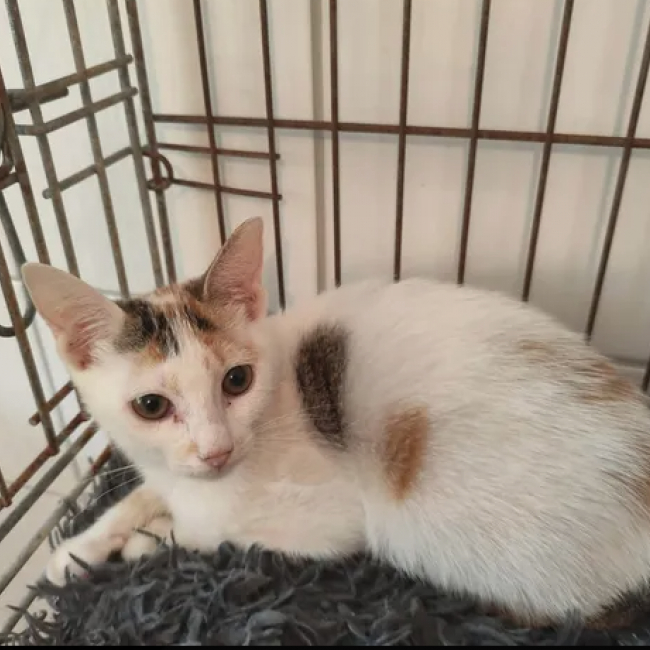 Gaia - Chat Européen à adopter
