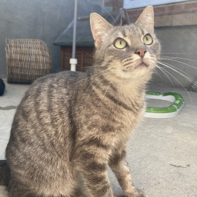 Versace - Chat Européen à adopter