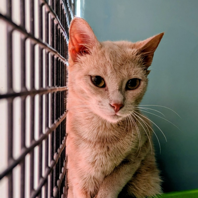 Rubis - Chat Européen à adopter