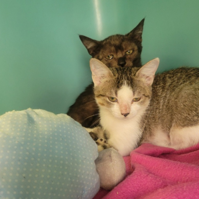 Bella - Chat Européen à adopter