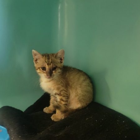 Bibou - Chat Européen à adopter
