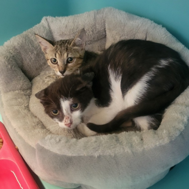 Simba - Chat Européen à adopter