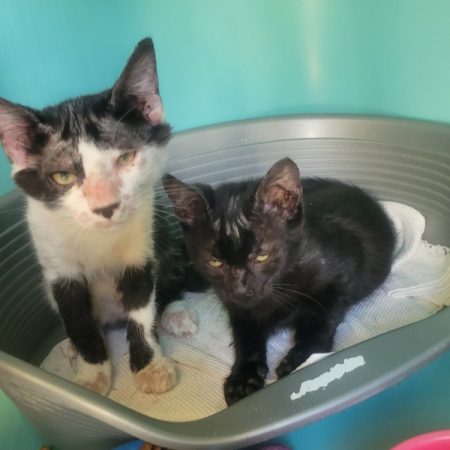 Oreo - Chat Européen à adopter