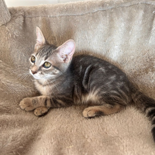 Barchetta - Chat Européen à adopter