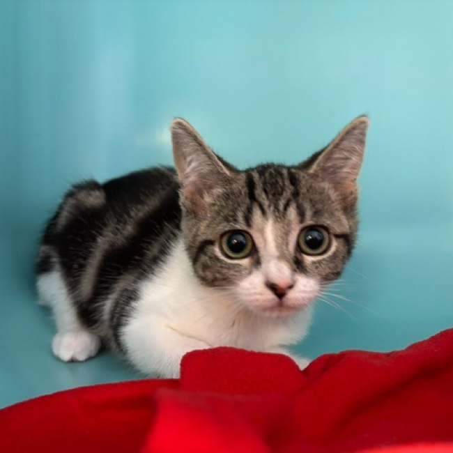 Bianca - Chat Européen à adopter