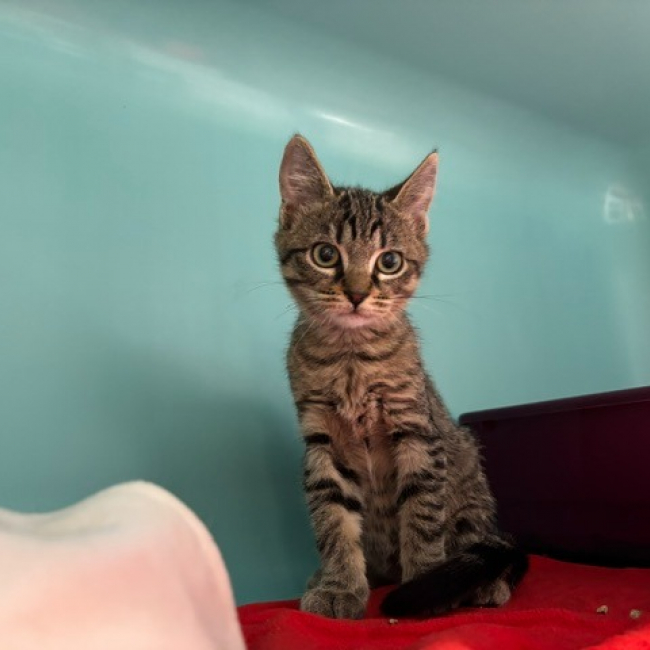 Bao - Chat Européen à adopter