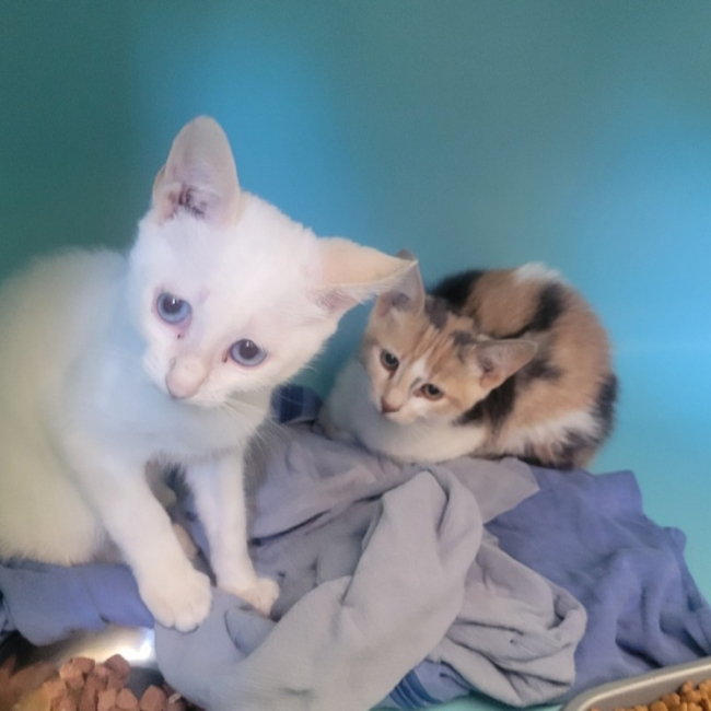 Byo - Chat Européen à adopter