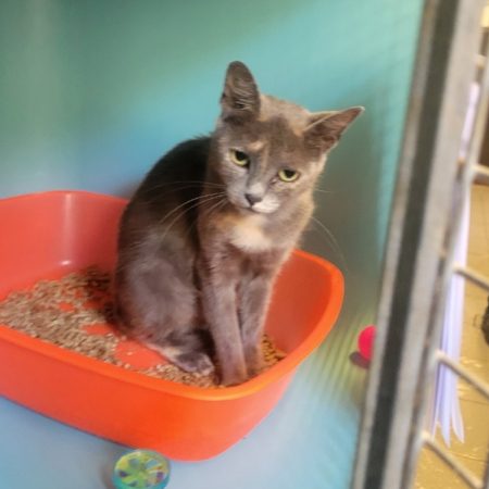Cina - Chat Européen à adopter