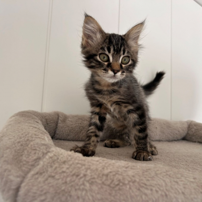 Bogosse - Chat Européen à adopter