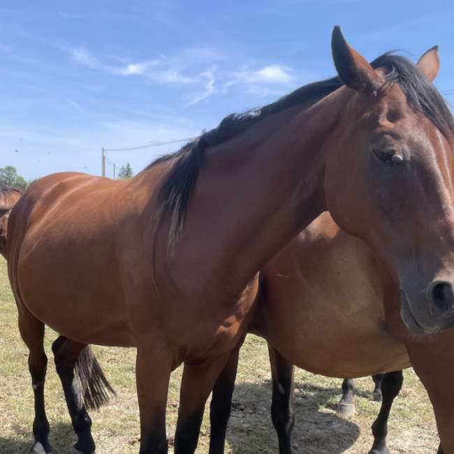 Lydiane - Equidé Cheval à adopter