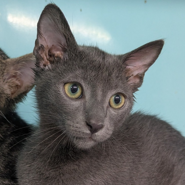 Blue - Chat Européen à adopter