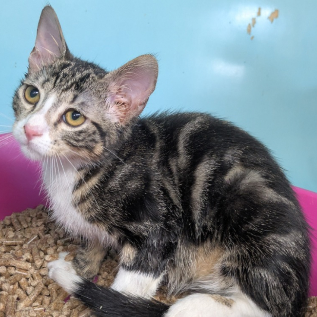 Earth - Chat Européen à adopter