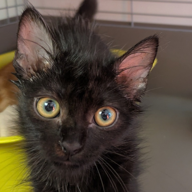 Rainbow - Chat Européen à adopter