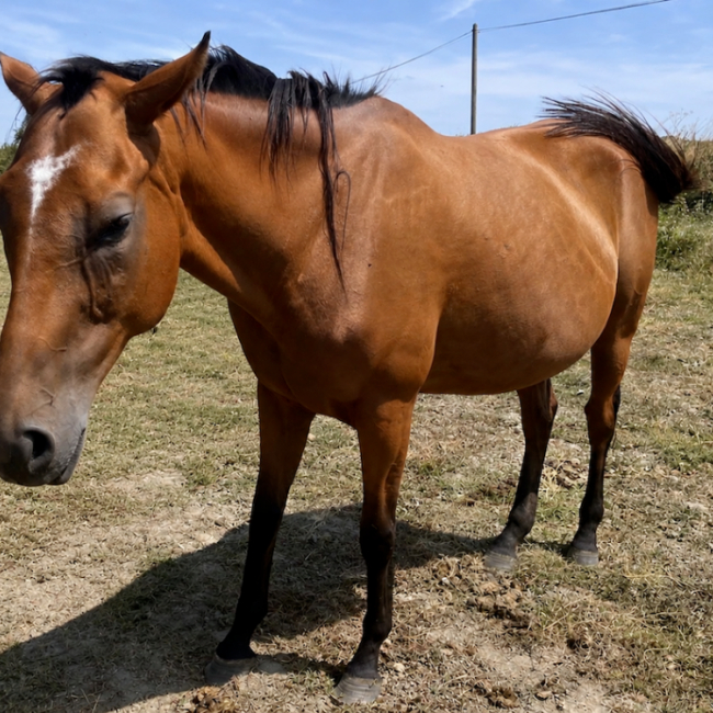Lyavenita - Equidé Cheval à adopter