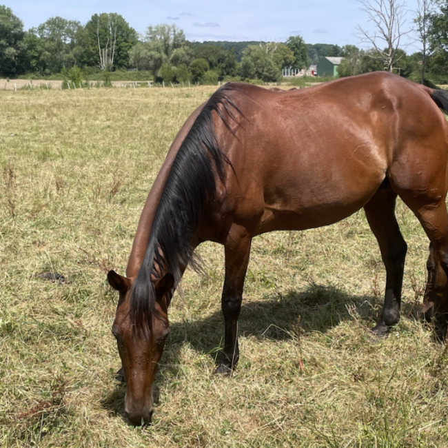 Twistess - Equidé Cheval à adopter
