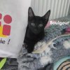 Boulgour