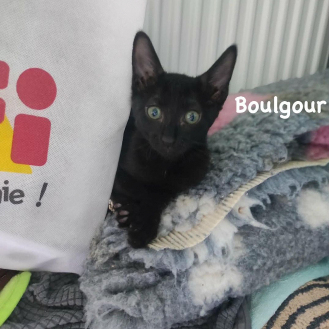 Boulgour - Chat Européen à adopter