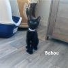 Babou