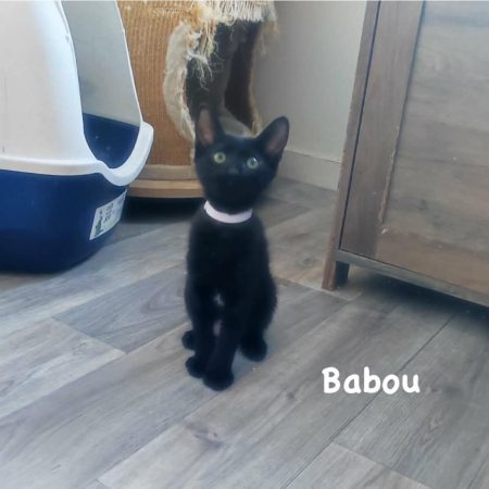 Babou - Chat Européen à adopter