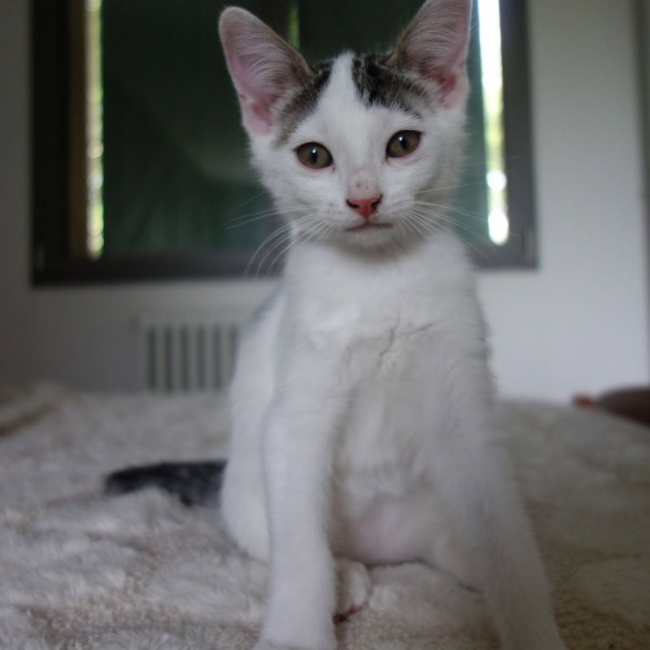 Jamui - Chat Européen à adopter