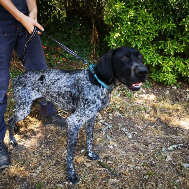 Boy - Chien Braque allemand à poil court à adopter