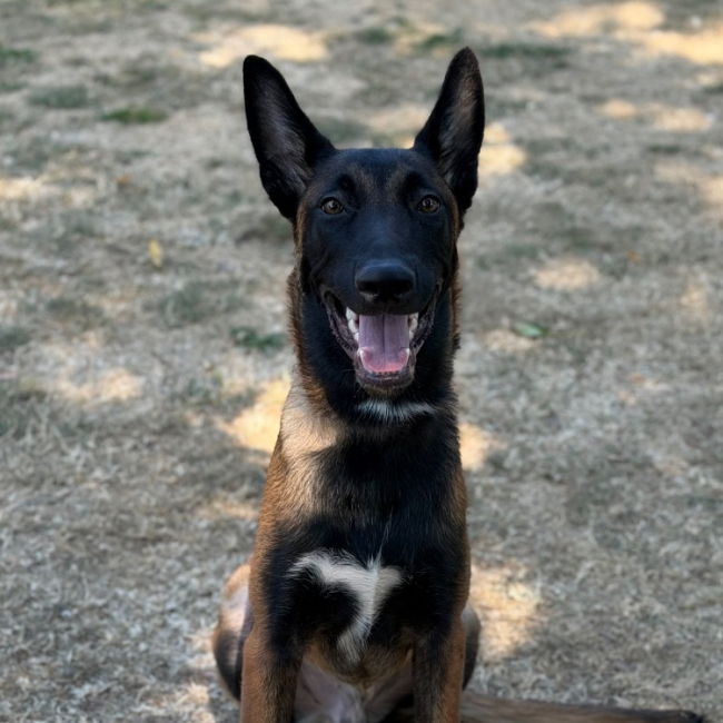 B'dax - Chien Berger Belge Malinois à adopter