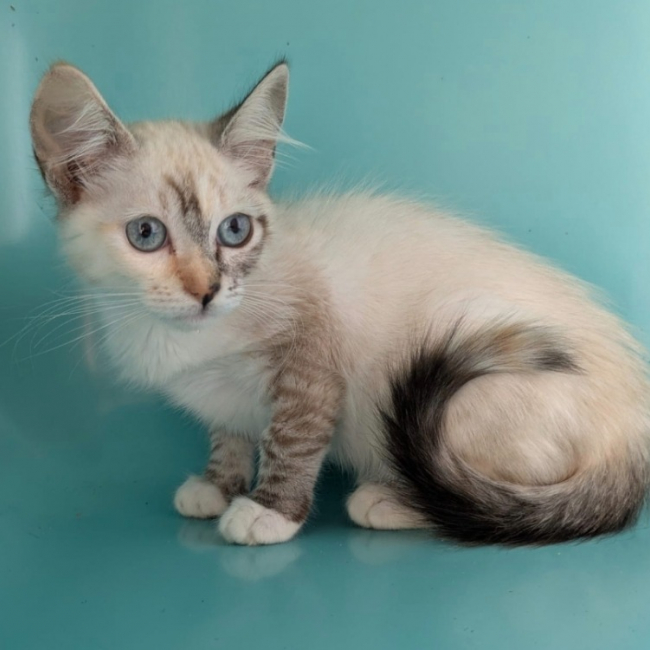 Plume - Chat Européen à adopter
