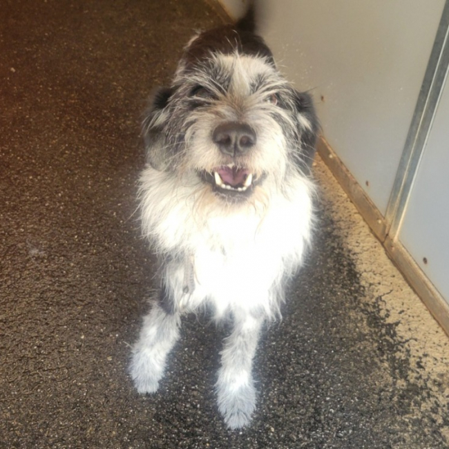 Reglisse - Chien Briquet Griffon Vendéen à adopter