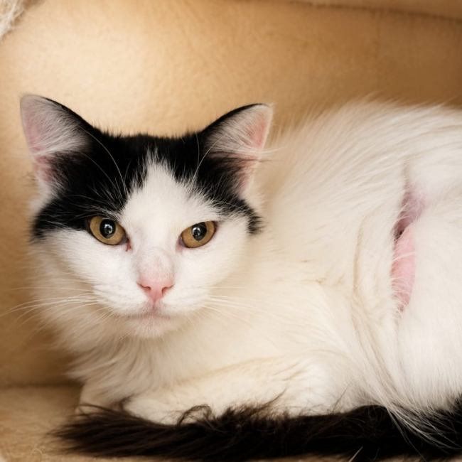 Bunny - Chat Européen à adopter