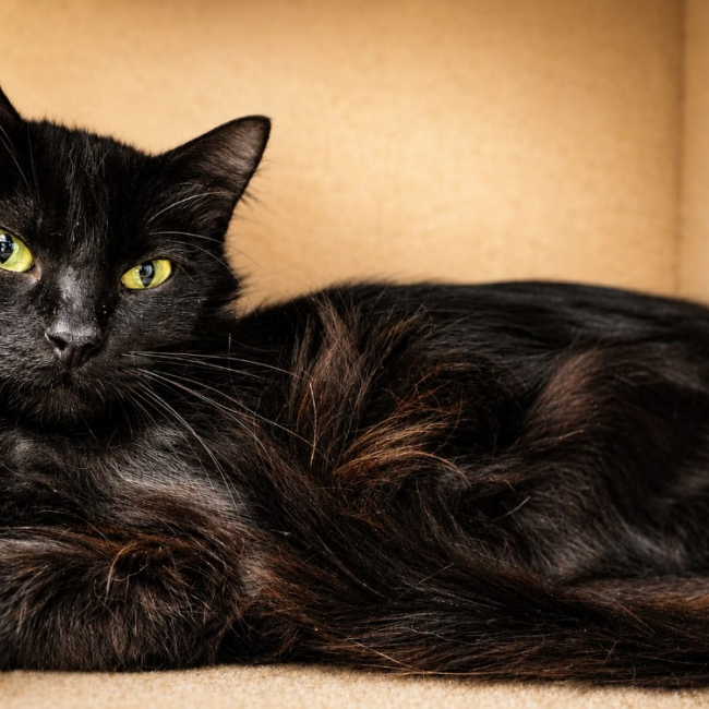 Ariane - Chat Européen à adopter