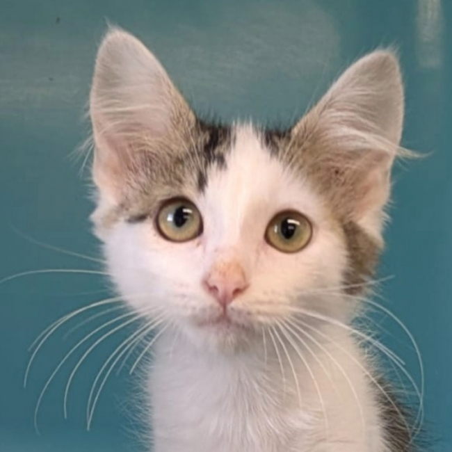 Kinou - Chat Européen à adopter