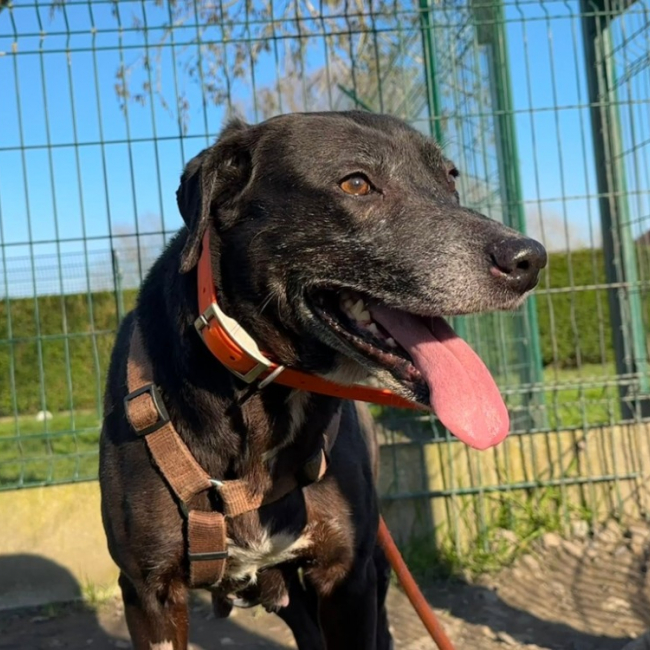 Muquin - Chien à adopter