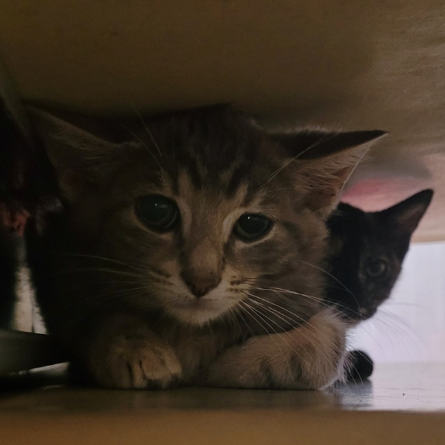 Valda - Chat Européen à adopter