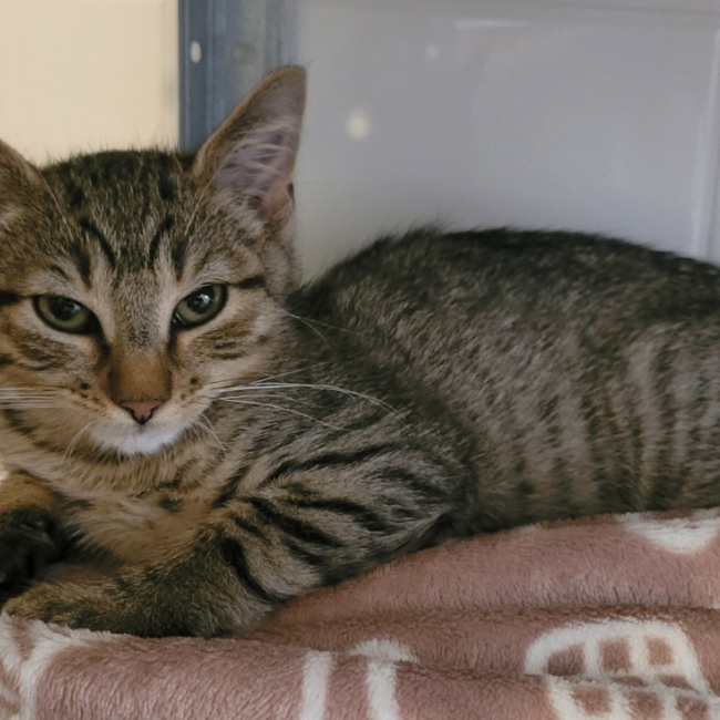 Dalton - Chat Européen à adopter